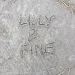 Lilly & Fine